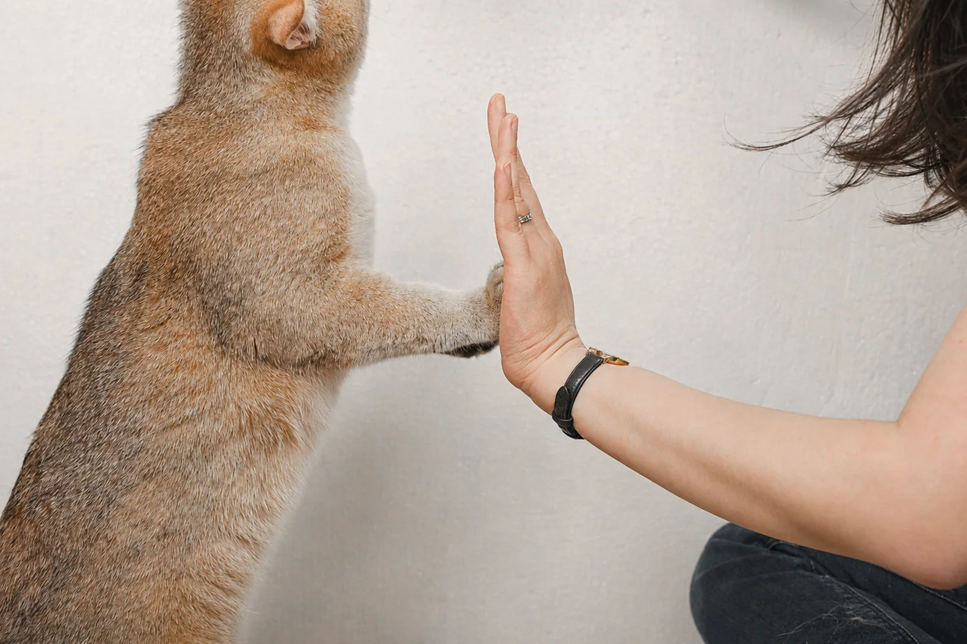 Kucing melakukan high-five dengan tangan pawrents