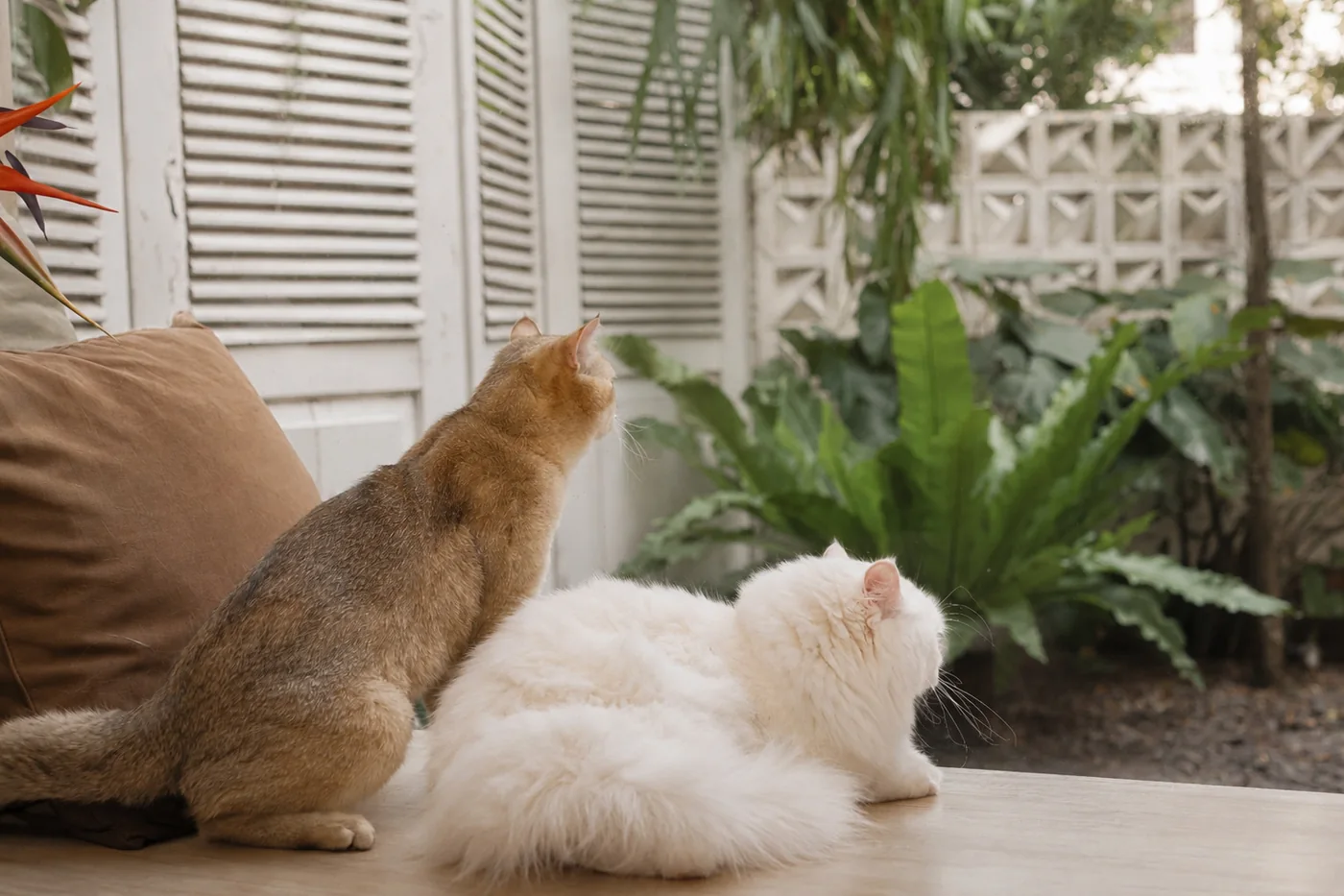 Dua kucing Kootie Goldie memandang taman di luar rumah