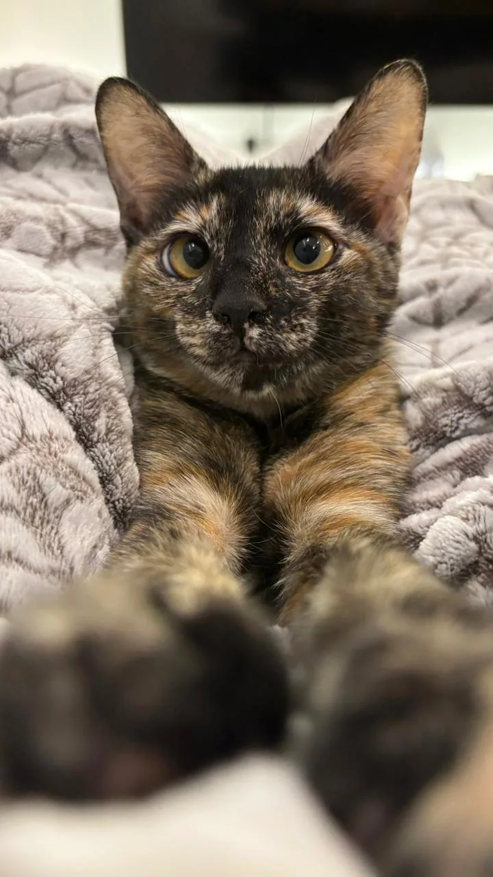 Lumi, kucing tortie Kootie Goldie family