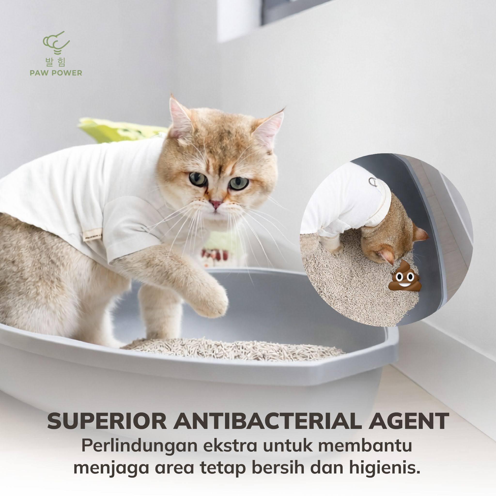 Perbandingan pasir bentonite vs tofu untuk kucing indoor