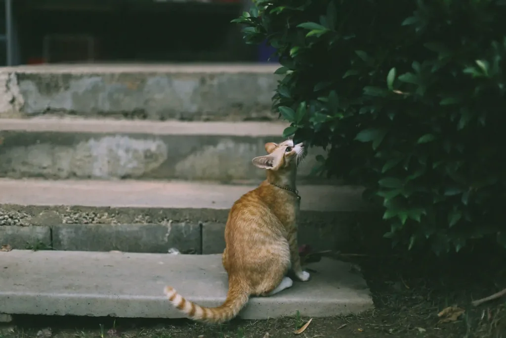 Kucing oranye mengendus tanaman di tangga taman depan rumah
