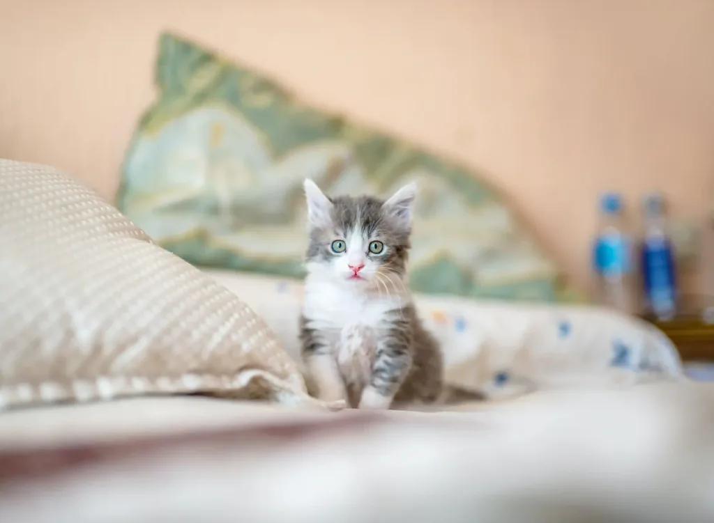 Anak kucing duduk di atas kasur di dekat bantal
