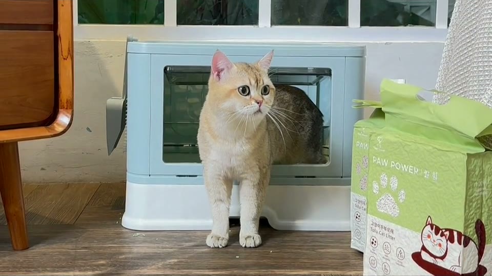 Kantong Paw Power Tofu Cat Litter 7 liter di samping litter box, dengan kucing berdiri di depannya